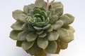 echeveria globulosa 7959
