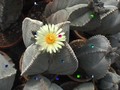 astrophytum myriostigma quadricostata