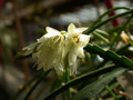 rhipsalis warmingiana1 36
