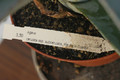 agave cerulata subcerulata 8475