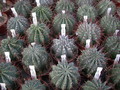 euphorbia horrida 1282