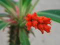 euphorbia viguieri 0797