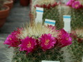 mammillaria bella