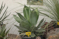 agave seemanniae 02