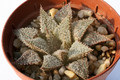 haworthia cv hakuma 0836