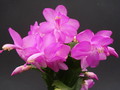 schlumbergera polka dancer 1617