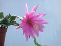 eh thousend pinks 9450 344