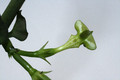 ceropegia spec 9867