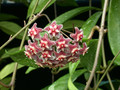 hoya pubicalyx red button 2