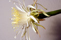 nytocereus serpentinus 3799