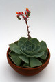 echeveria spec 0332