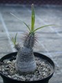 pachypodium rosulatum horombense es0399 02