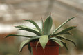 agave flexispina parral 8689