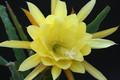 eh yellow gem 9910 3088