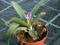 neoregelia liliputana 03