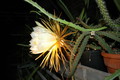 selenicereus coniflorus 1380