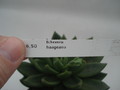 echeveria haageana 8388