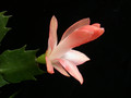 schlumbergera christmas fantasie 08
