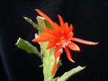 eh tiny flame 9465 01