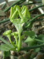 ceropegia hybride mars 01