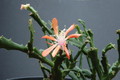schlumbergera enigma 2435