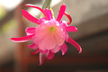 eh exotica 6428 06