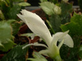 schlumbergera thor britta07