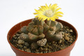 titanopsis hugo schlechteri sb1343 9686
