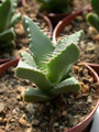 faucaria lupida 02