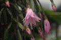 hatiora rosea frohning 9598 rbi 433 9386