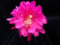 eh rose of lancaster 8790 01