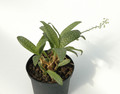 ledebouria volubilis 01