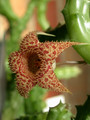 huernia hystrix appendiculata 02