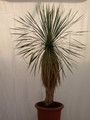 yucca rostrata 1490