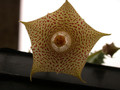 huernia echidnopsioides 02