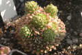 sedum pilosum 1367