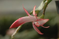 schlumbergera miss shimano 8248