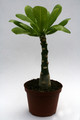 brighannia insignis 0330