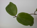 hoya citrina ipps1114 1426