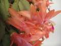 schlumbergera christmas fantasy 7696