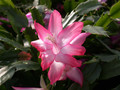 schlumbergera roman candle 01