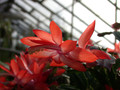 schlumbergera thor alice 04
