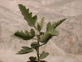 kalanchoe beharensis roseleaf 02