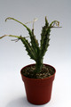 caralluma gracilipes 7819