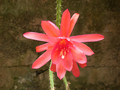 aporocactus rettigsche hybride07