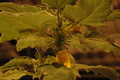 uncarina roeoesliana 8
