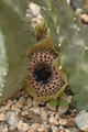 huernia guttata guttata 09