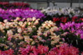 schlumbergera sorten 10009