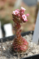 sedum pilosum 02