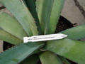 agave pedunculifera 4904